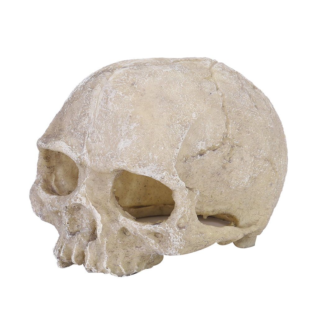 Aquarium Fish Marine - Resin Simulated Head Bone Skull Statue