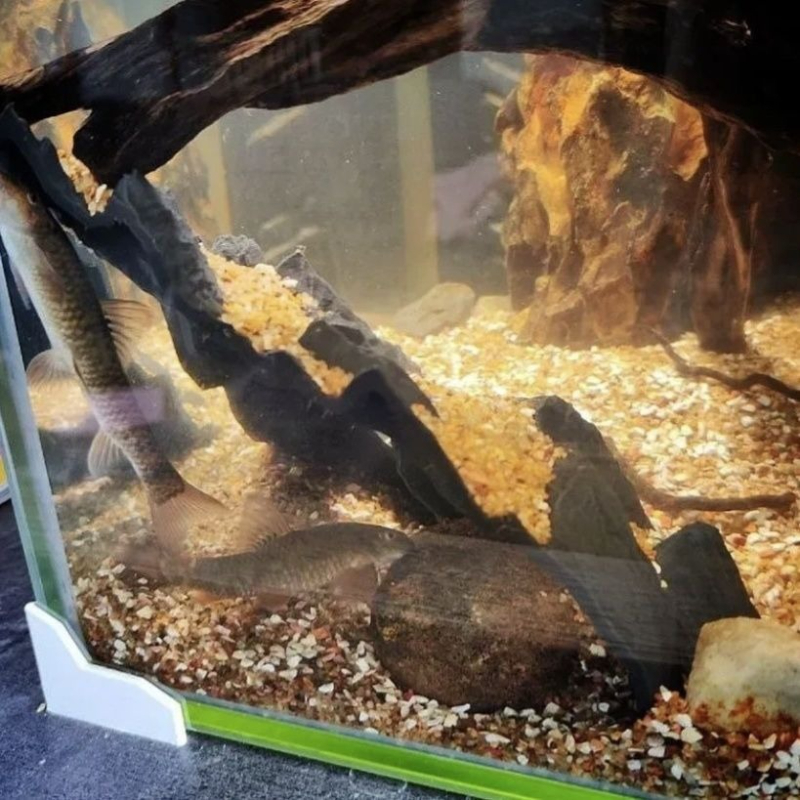 Aquarium Decoration Fish Tank  - Aquarium Fish Parrot recension och pris