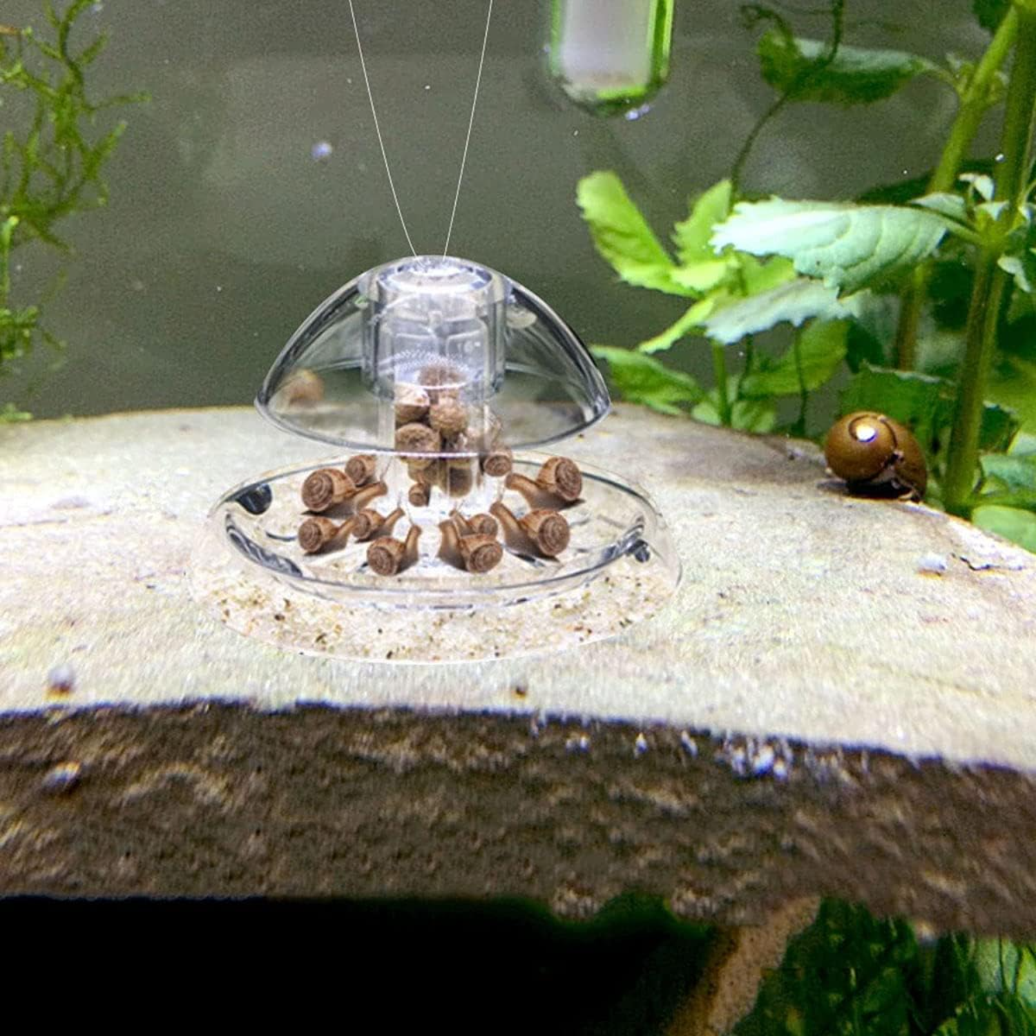Ailindany Snail Trap Plastic T - Aquarium Fish Online recension och pris