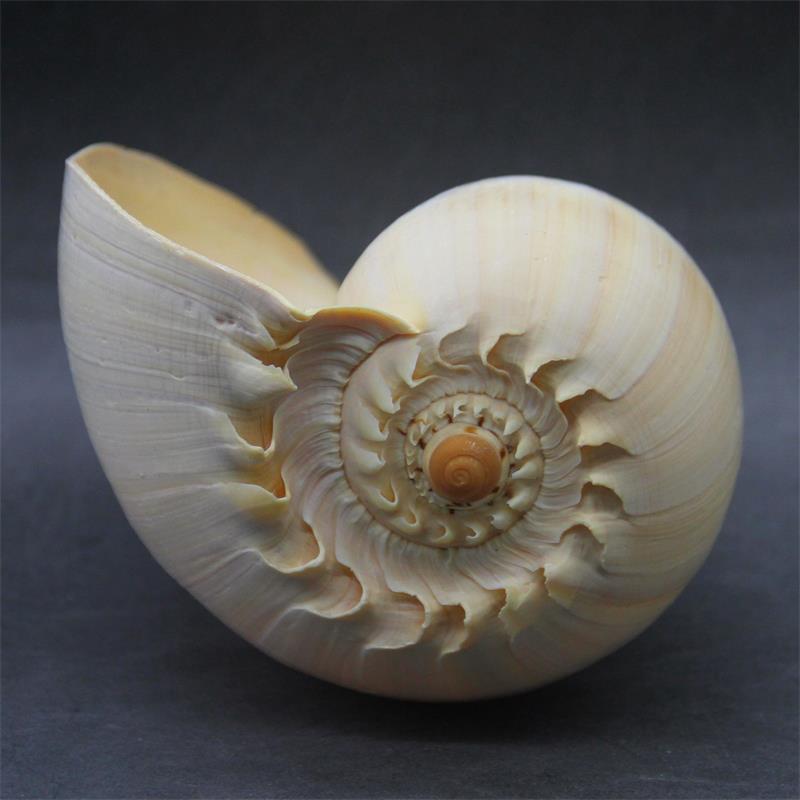 17-22cm Natural Conch Shell La - Aquarium Fish Big recension och pris
