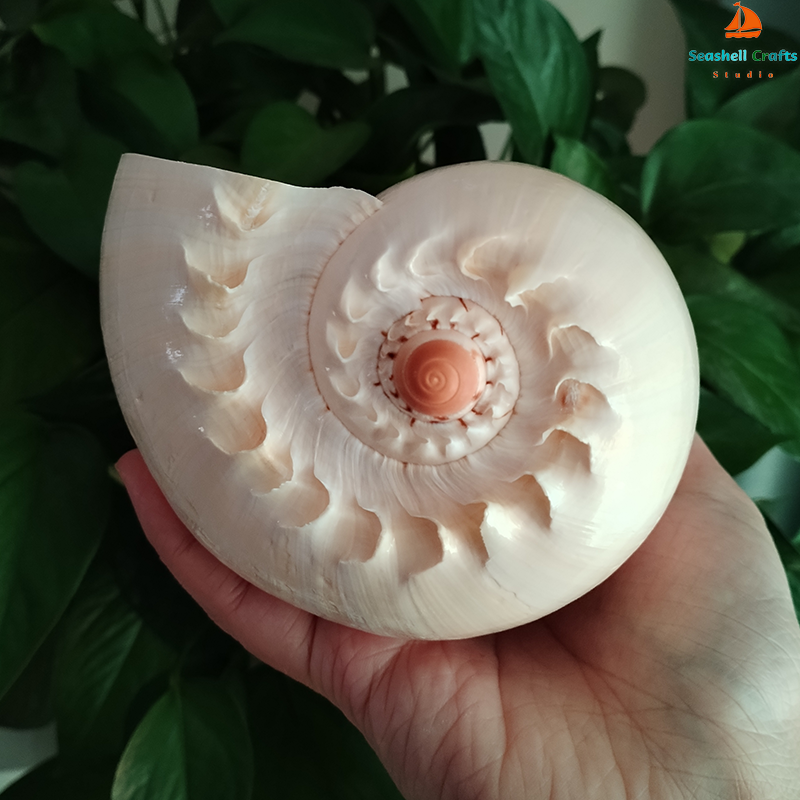 17-22cm Natural Conch Shell La - Aquarium Fish Big recension och pris