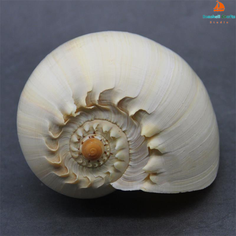 17-22cm Natural Conch Shell La - Aquarium Fish Big recension och pris