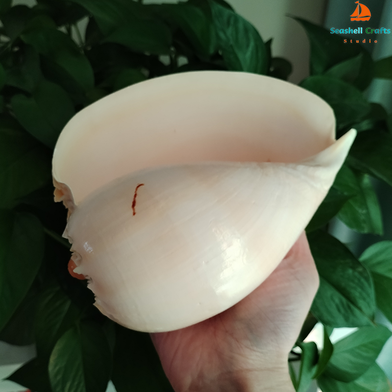 17-22cm Natural Conch Shell La - Aquarium Fish Big recension och pris