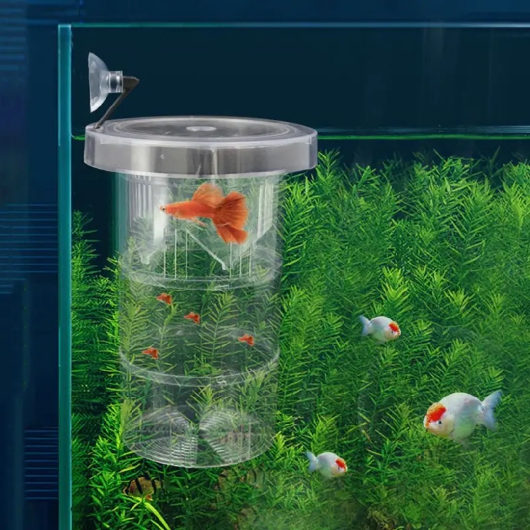 Acrylic Floating Fish Breeding - Aquarium Fish Marine recension och pris